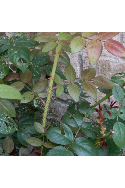 Зеленые листья и шипы розы Твист